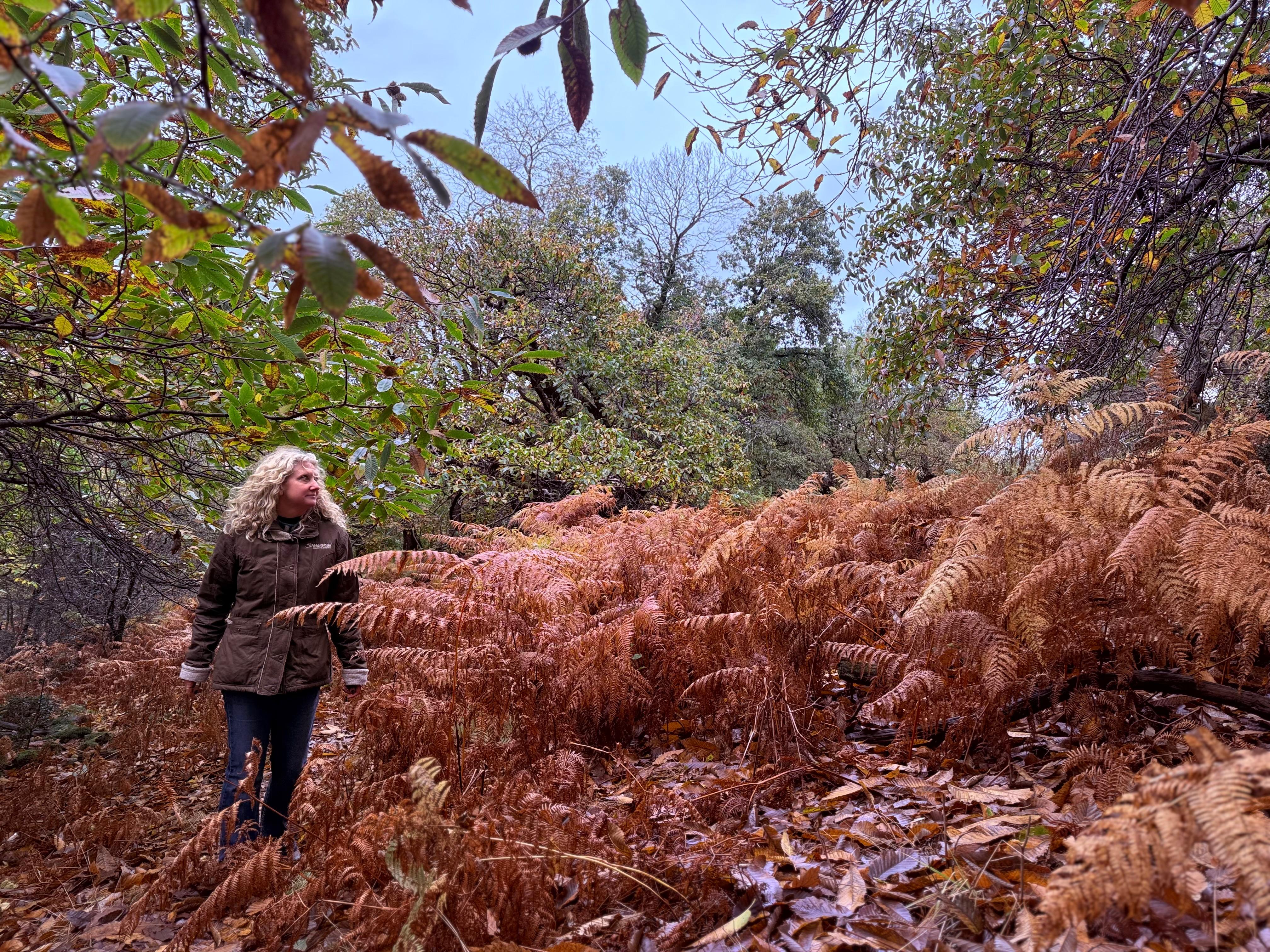 woods at the wild boar inn