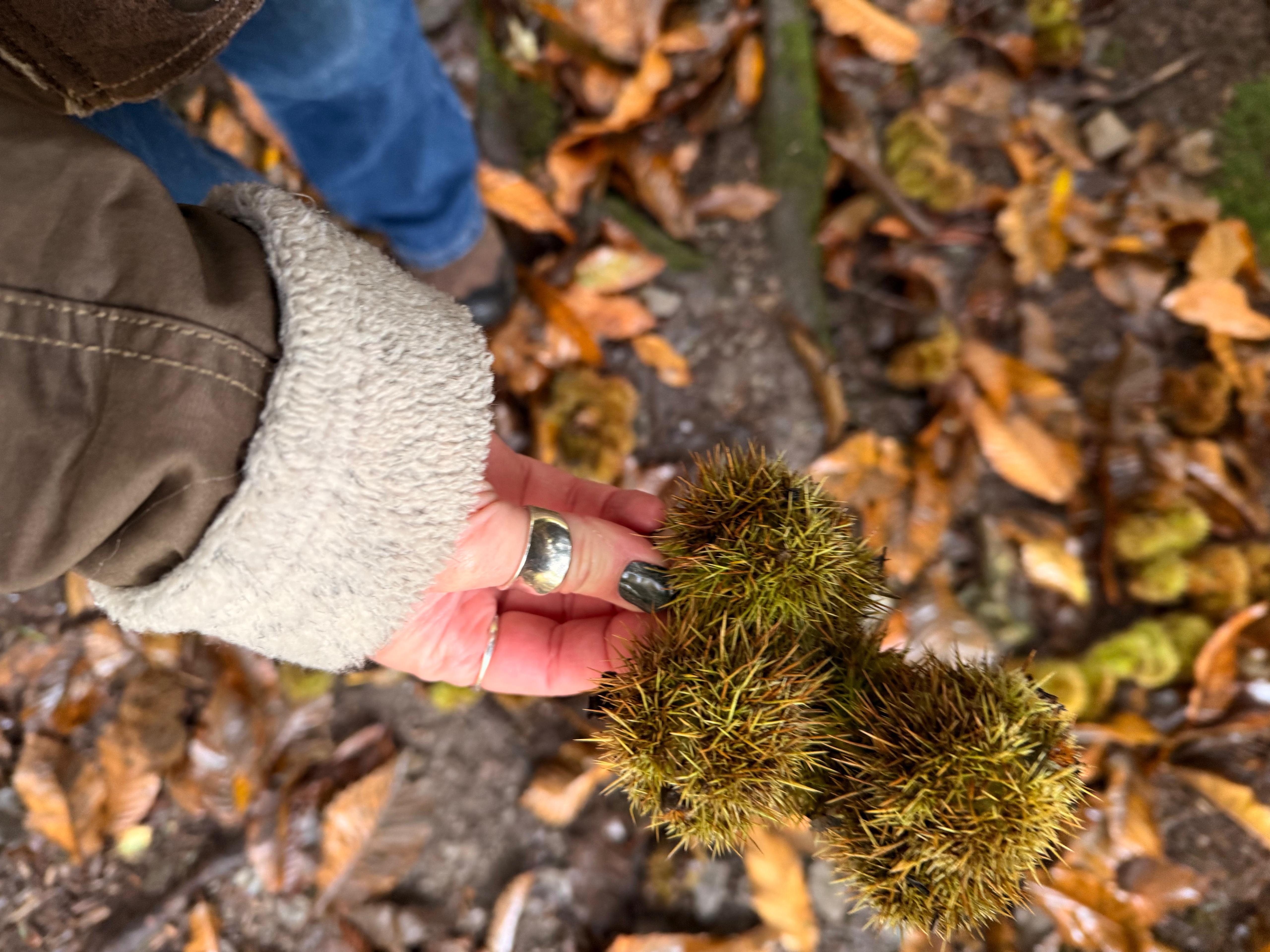 sweet chestnuts at the wild boar inn